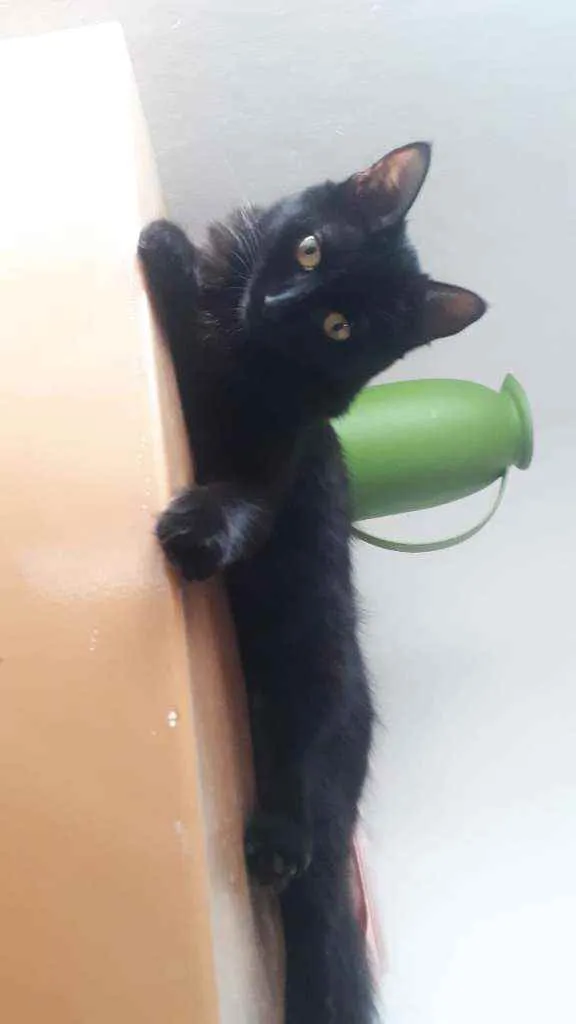 Gato raça  idade 7 a 11 meses nome Lua