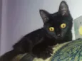 Lua