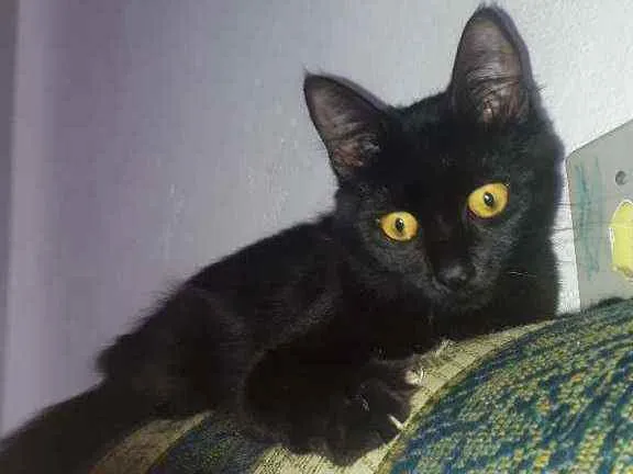 Gato raça  idade 7 a 11 meses nome Lua
