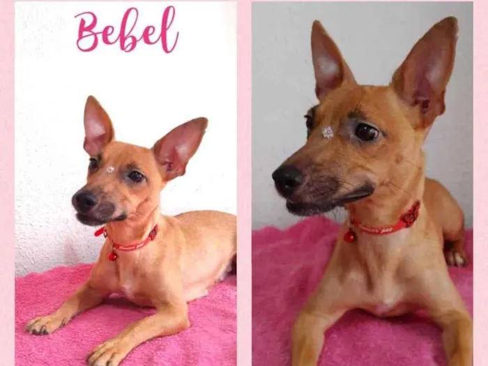 Cachorro raça Srd idade 1 ano nome Bebel 