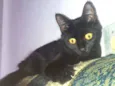 Lua