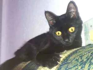 Gato raça  idade 7 a 11 meses nome Lua