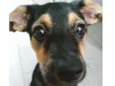 Nala