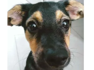 Cachorro raça Vira-lata  idade 7 a 11 meses nome Nala