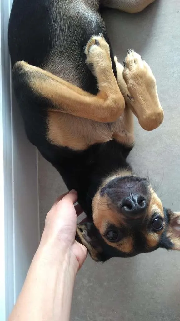 Cachorro ra a Vira-lata  idade 7 a 11 meses nome Nala