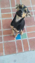 Nala