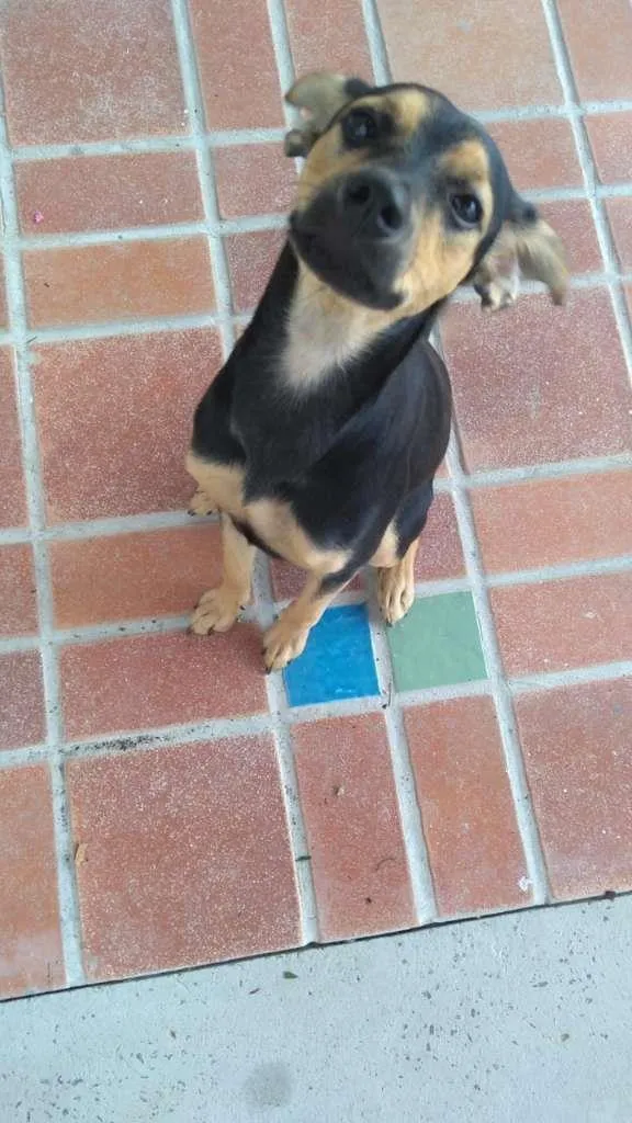 Cachorro ra a Vira-lata  idade 7 a 11 meses nome Nala