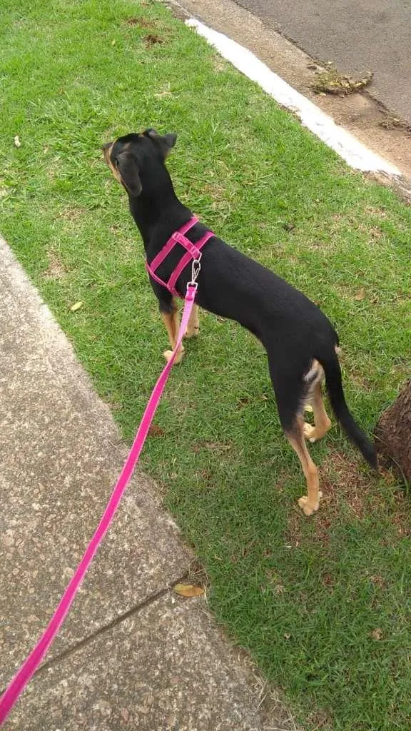 Cachorro ra a Vira-lata  idade 7 a 11 meses nome Nala