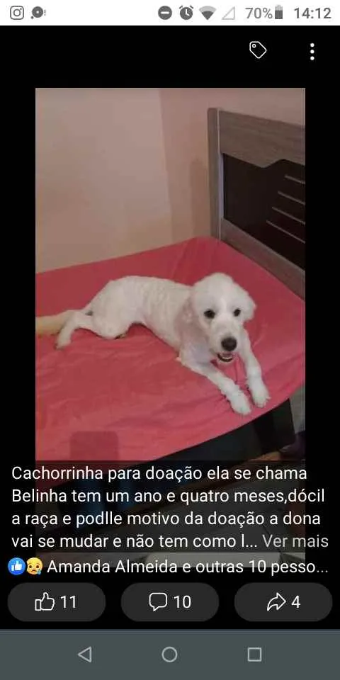 Cachorro ra a Poodle idade 1 ano nome Bella