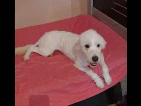 Cachorro ra a Poodle idade 1 ano nome Bella