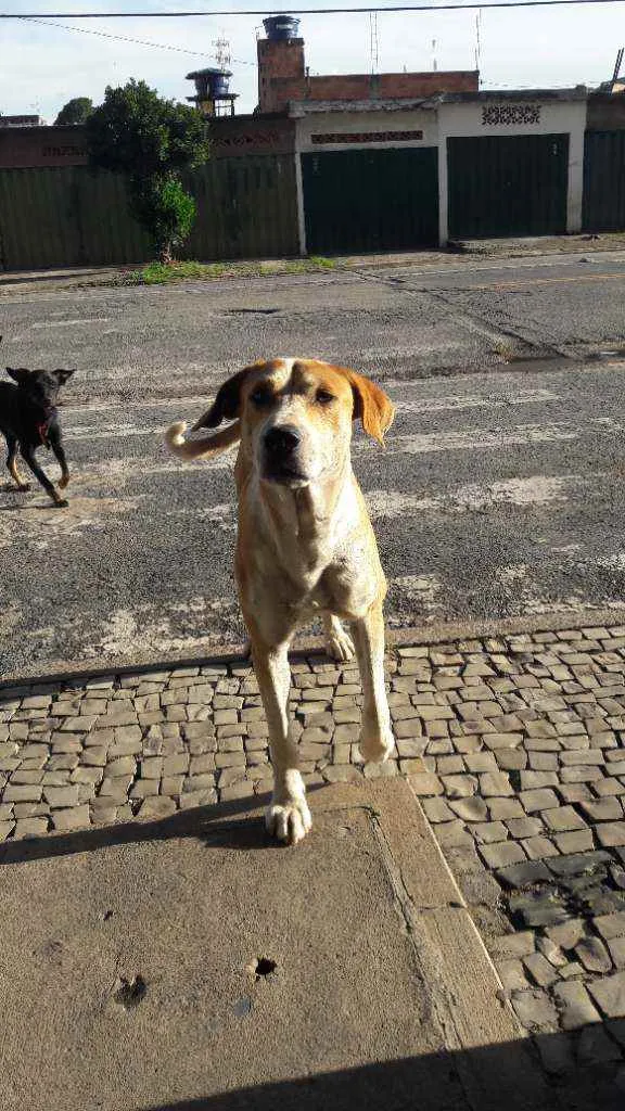 Cachorro raça Vira  lata idade 2 anos nome Grandão 