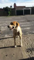 Grandão 