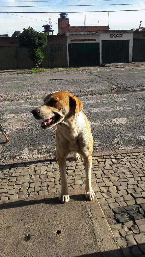 Cachorro raça Vira  lata idade 2 anos nome Grandão 