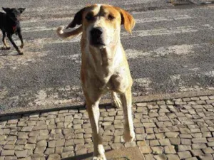 Cachorro raça Vira  lata idade 2 anos nome Grandão 