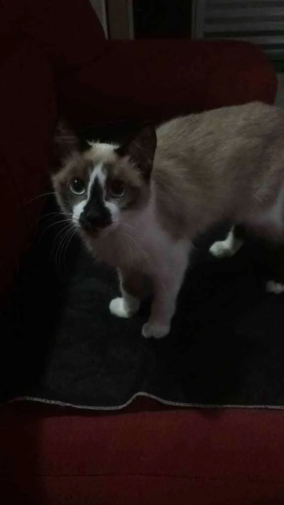 Gato ra a  idade 2 a 6 meses nome Patati