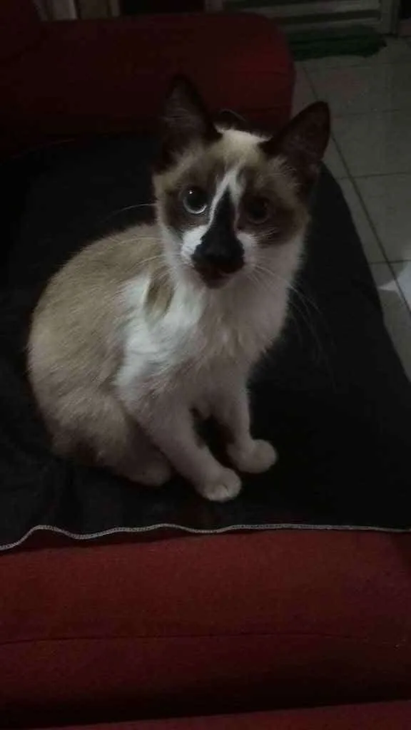 Gato ra a  idade 2 a 6 meses nome Patati