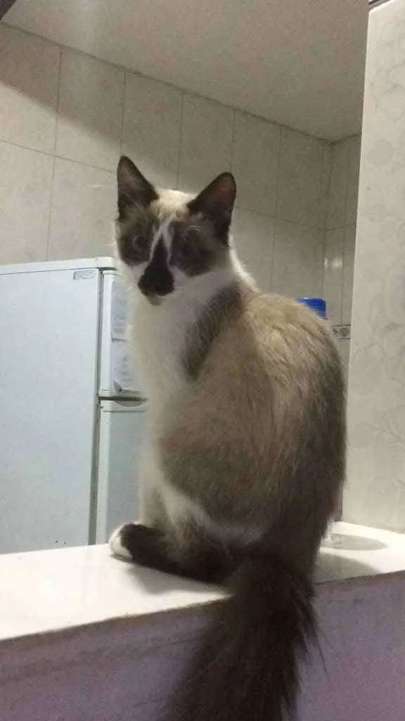 Gato ra a  idade 2 a 6 meses nome Patati