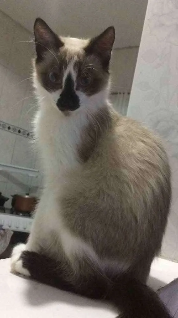 Gato ra a  idade 2 a 6 meses nome Patati