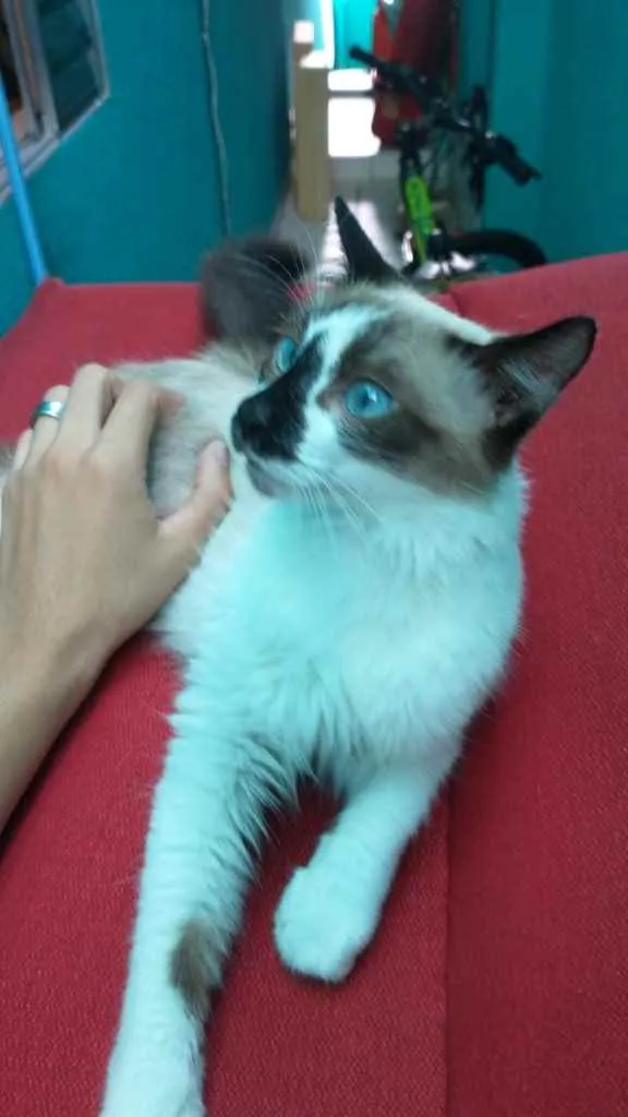 Gato ra a  idade 2 a 6 meses nome Patati