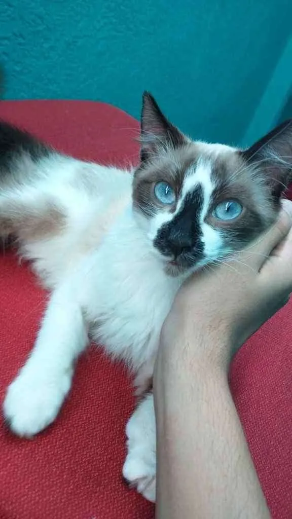 Gato ra a  idade 2 a 6 meses nome Patati