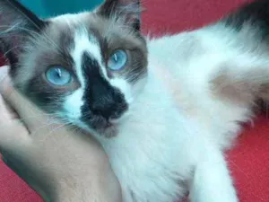 Gato raça  idade 2 a 6 meses nome Patati