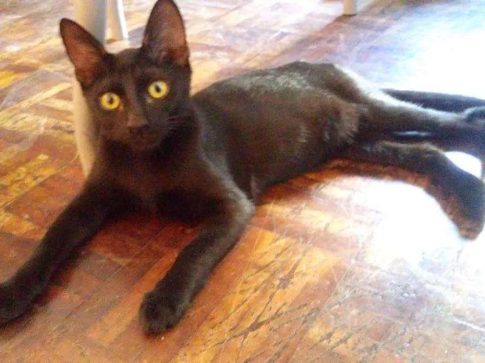 Gato raça SRD-ViraLata idade 2 a 6 meses nome Elfo 