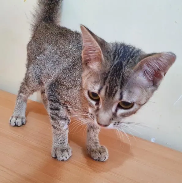 Gato raça SRD-ViraLata idade 2 a 6 meses nome LEILA TIGRADA