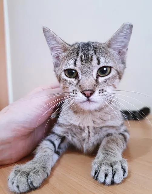 Gato raça SRD-ViraLata idade 2 a 6 meses nome LEILA TIGRADA