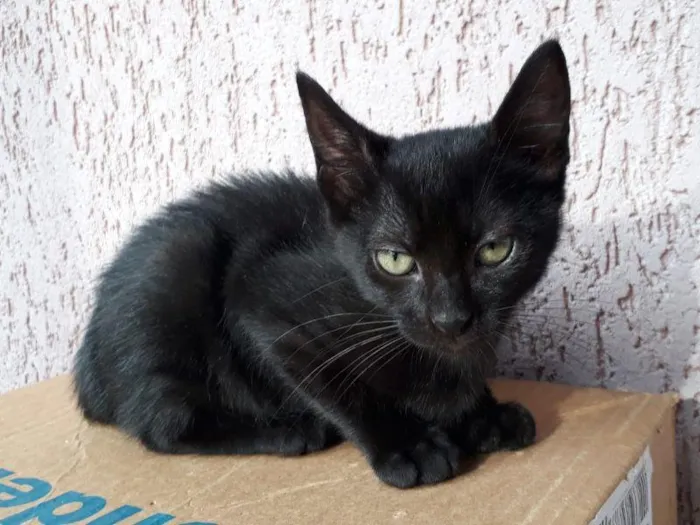 Gato raça SRD-ViraLata idade 2 a 6 meses nome Chiquinha 