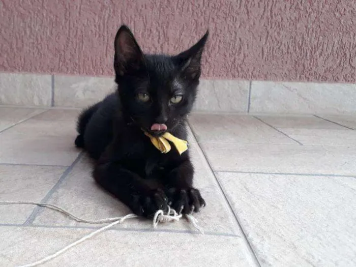 Gato raça SRD-ViraLata idade 2 a 6 meses nome Madruguinha