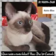 ADELE BLUE