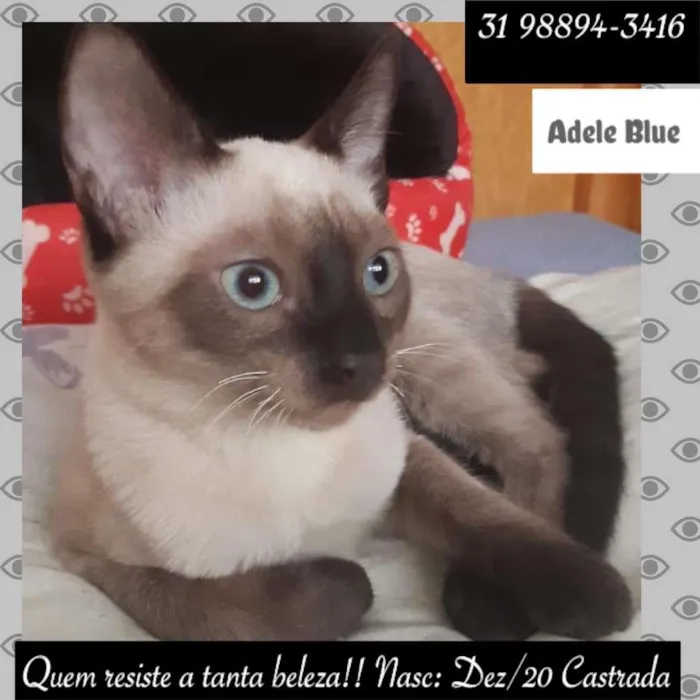 Gato raça Siamês idade 2 a 6 meses nome ADELE BLUE
