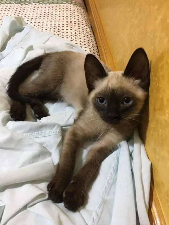 Gato raça Siamês idade 2 a 6 meses nome ADELE BLUE