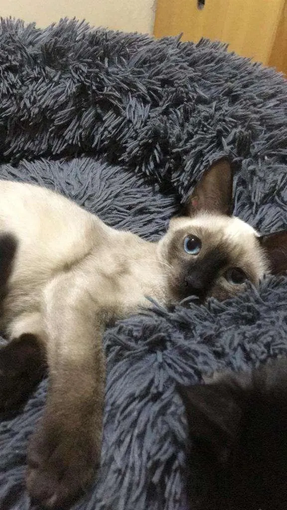 Gato raça Siamês idade 2 a 6 meses nome ADELE BLUE