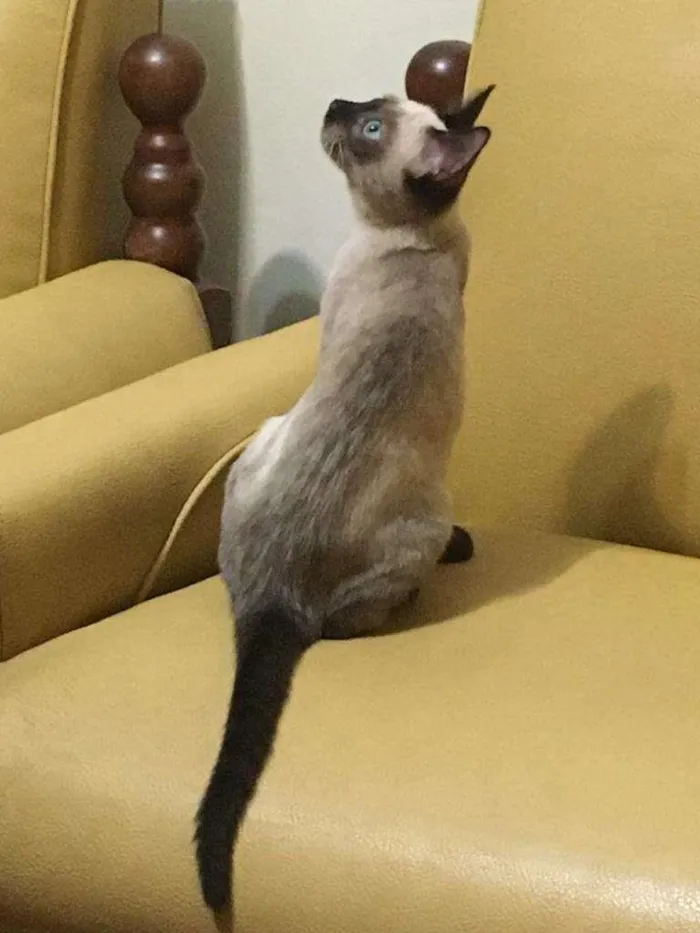 Gato raça Siamês idade 2 a 6 meses nome ADELE BLUE