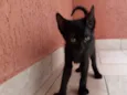 Gato raça SRD-ViraLata idade 2 a 6 meses nome Clotilde