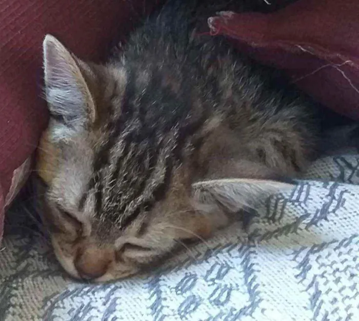 Gato raça Srd idade Abaixo de 2 meses nome Diana