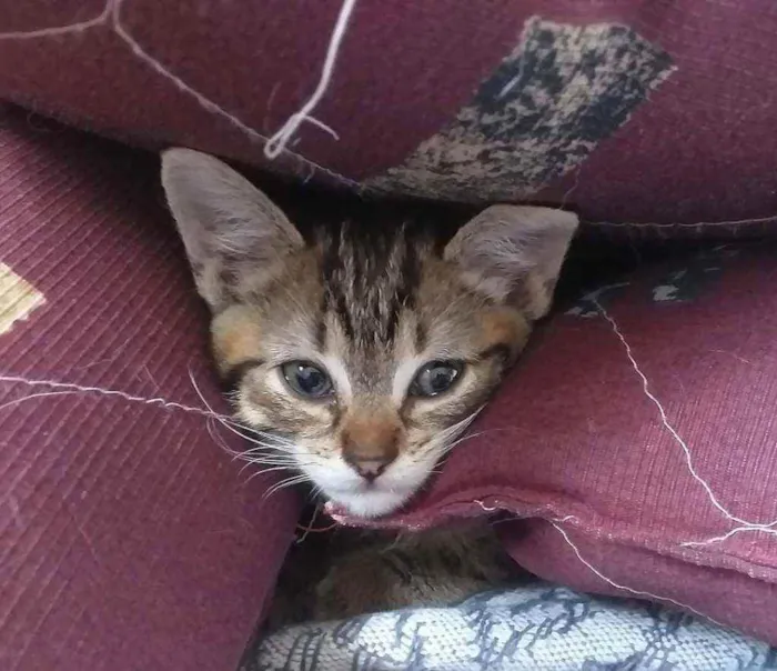 Gato raça Srd idade Abaixo de 2 meses nome Diana