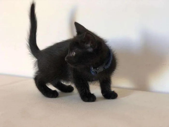 Gato raça SRD-ViraLata idade 2 a 6 meses nome Layla