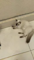 Dojin