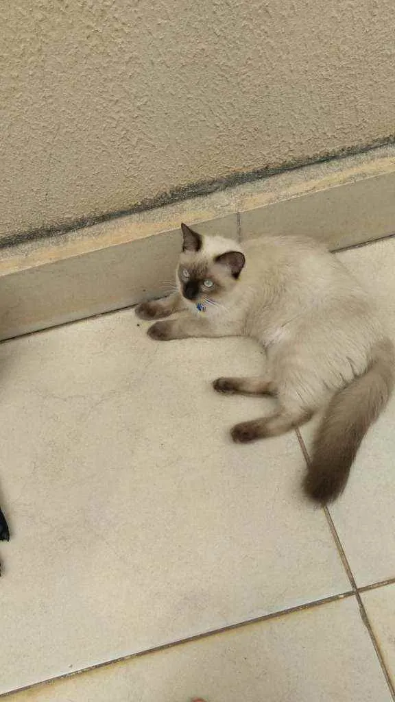 Gato ra a Siamês  idade 7 a 11 meses nome Dojin