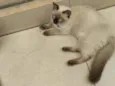 Dojin