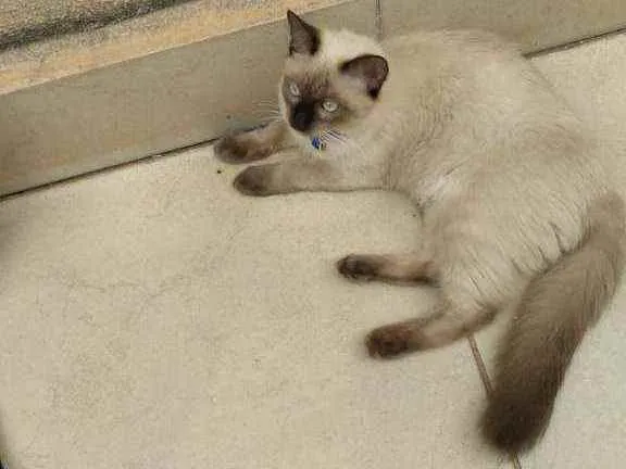 Gato ra a Siamês  idade 7 a 11 meses nome Dojin