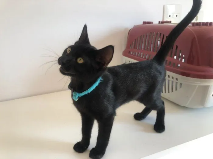 Gato raça SRD-ViraLata idade 2 a 6 meses nome Mazi