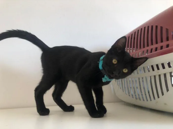 Gato raça SRD-ViraLata idade 2 a 6 meses nome Mazi