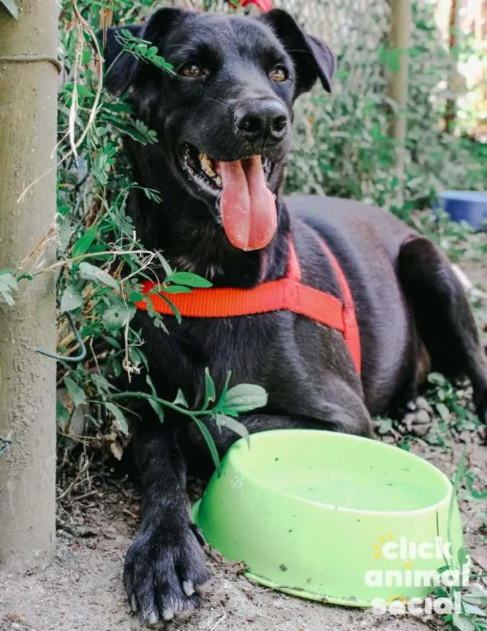 Cachorro ra a SRD-ViraLata idade 2 anos nome Leon