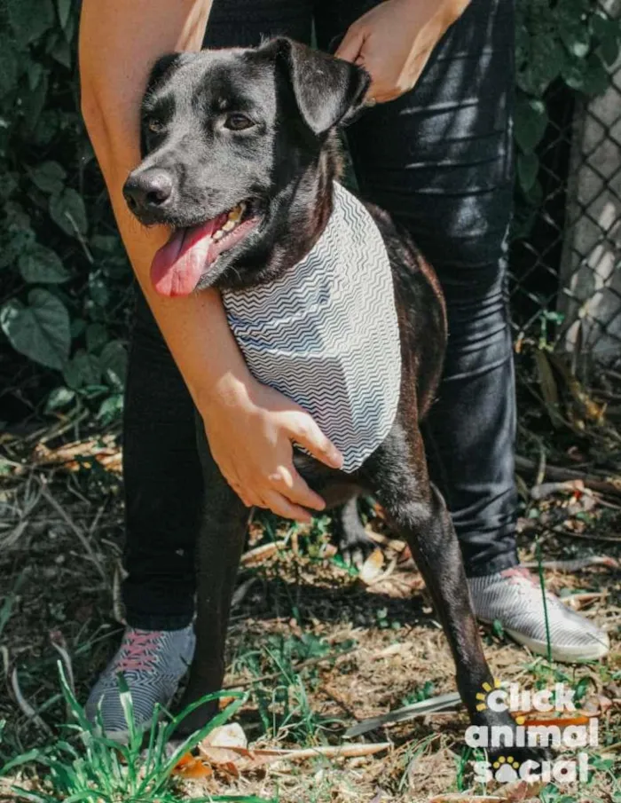 Cachorro ra a SRD-ViraLata idade 2 anos nome Leon