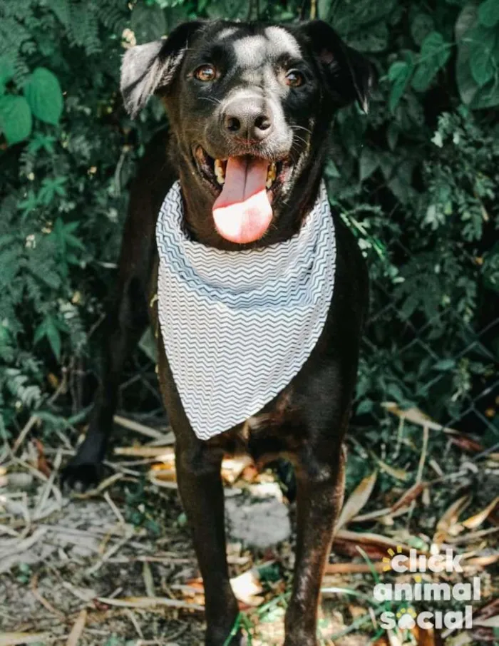 Cachorro ra a SRD-ViraLata idade 2 anos nome Leon