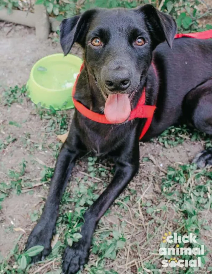 Cachorro ra a SRD-ViraLata idade 2 anos nome Leon