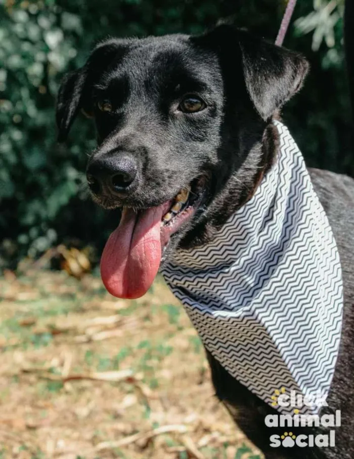 Cachorro ra a SRD-ViraLata idade 2 anos nome Leon